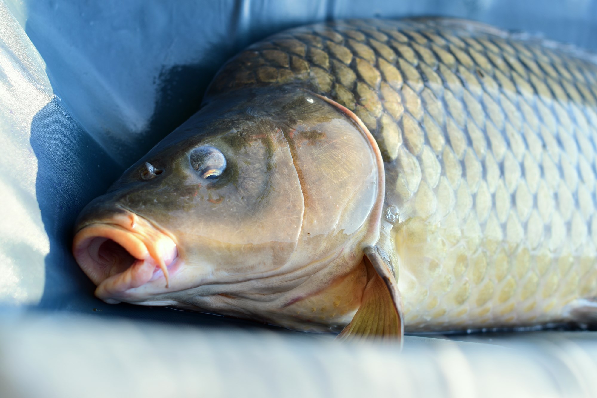 Tancabesti 5 august 2022 - DSC7872.jpg